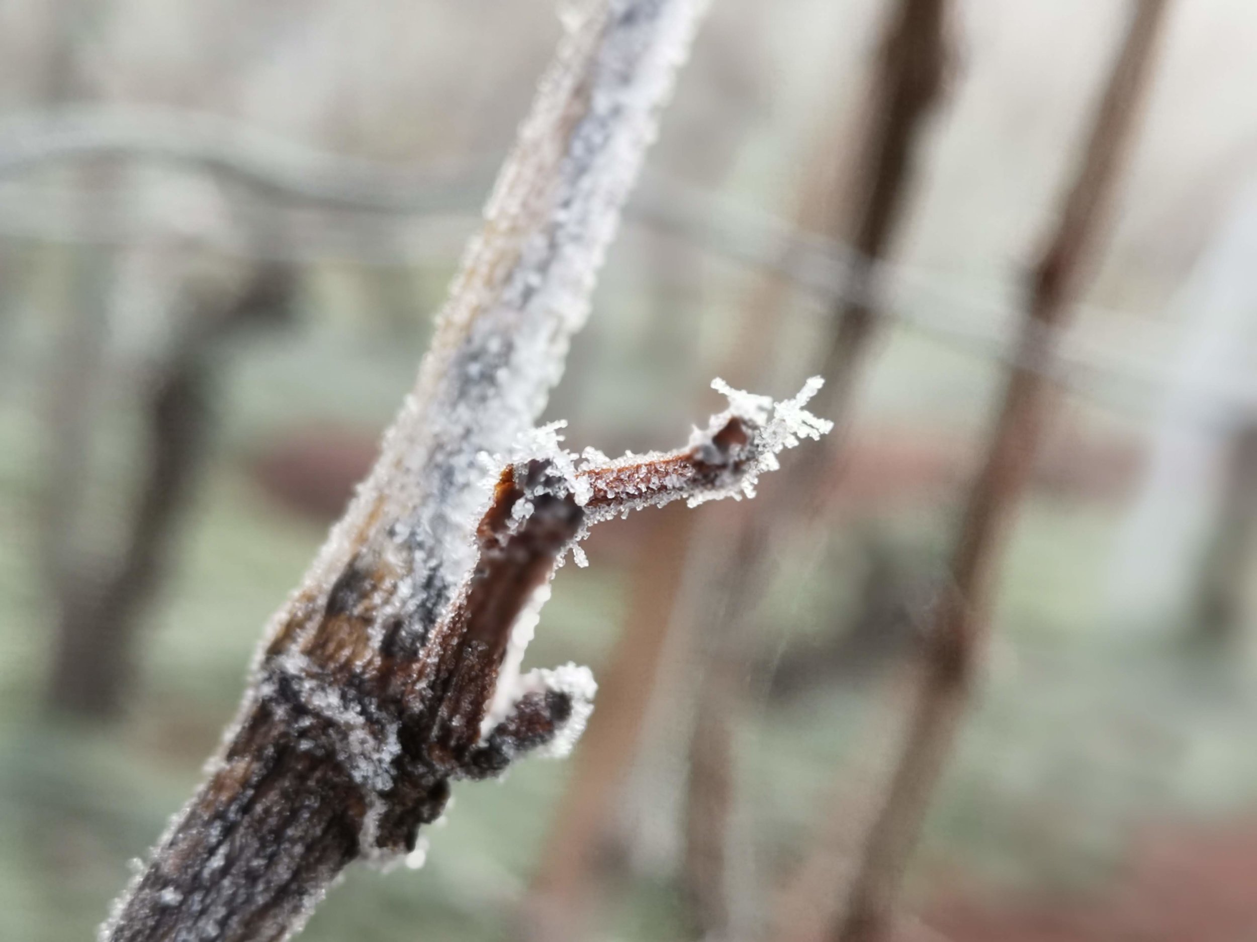 Vinograd