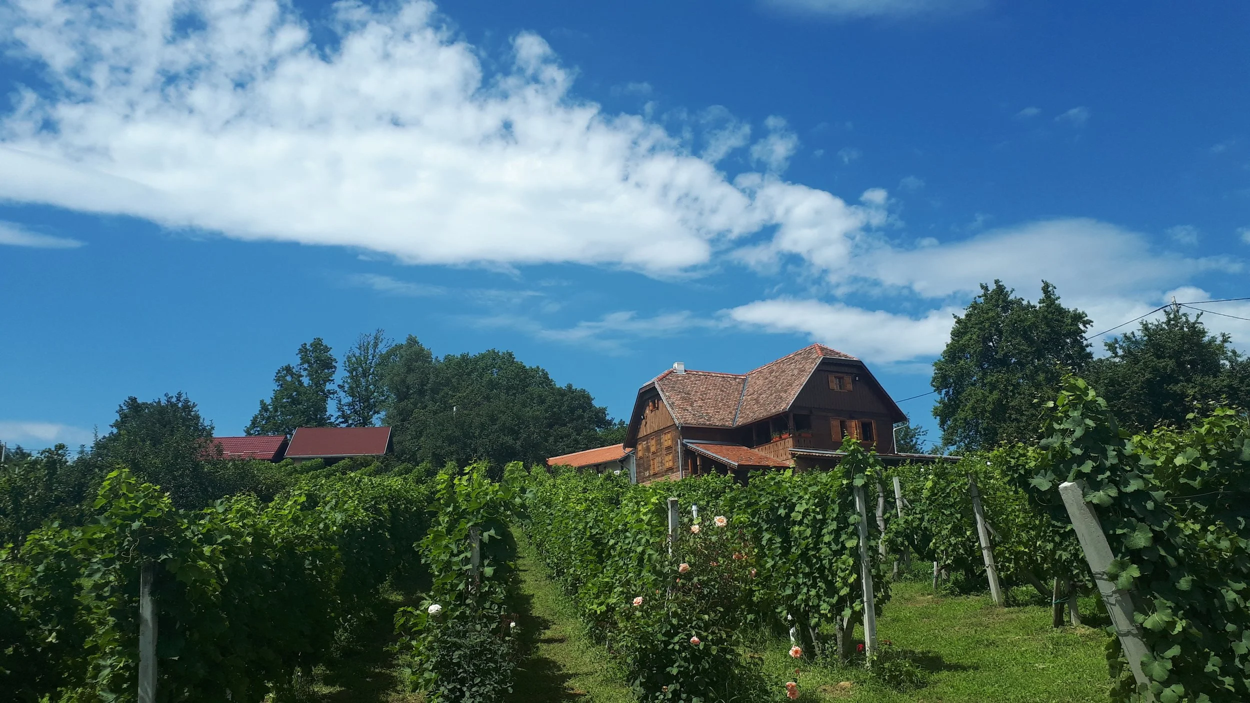 Vinograd i klet OPG-a Herak