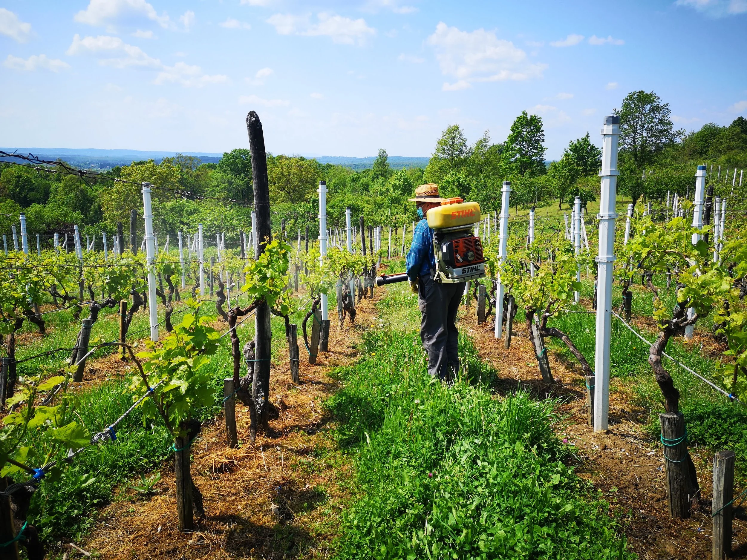 Špricanje vinograda